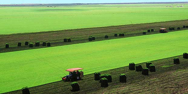 Sod farm with harvested sod rolls and a tractor